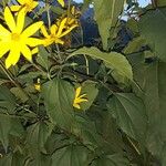 Helianthus tuberosusFleur