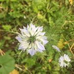 Nigella damascena Flower