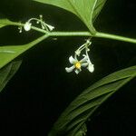 Solanum oppositifolium Flor