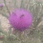 Onopordum macracanthum Çiçek