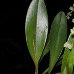 Stelis superbiens Hoja