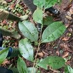 Garcinia epunctata Φύλλο