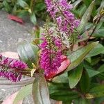 Veronica × andersonii Blüte