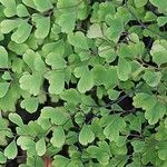 Adiantum raddianum List