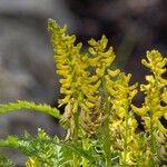 Corydalis cheilanthifolia Flor