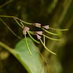 Didymocarpus pedicellatus Habitus