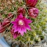 Mammillaria backebergiana Floare