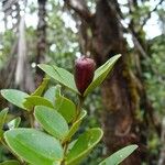 Syzygium deplanchei Fruto