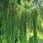 Cupressus pendula Blatt