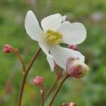 Ranunculus platanifolius Квітка