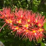 Geissois montana Floare