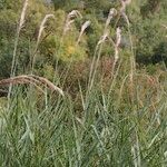 Arundo plinii आदत