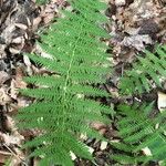 Thelypteris noveboracensis Blatt