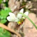 Blumenbachia insignis 花