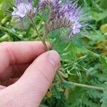 Phacelia congesta Flower