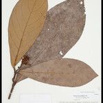Paypayrola grandiflora Leaf