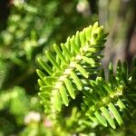 Erica reunionensis Feuille