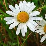 Leucanthemum heterophyllum Žiedas