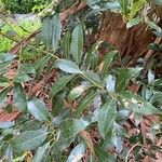 Laurus novocanariensis Лист