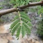 Senegalia senegal Лист