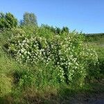 Rosa multiflora Hàbitat