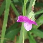 Lathyrus hirsutus Blüte