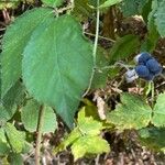 Rubus caesius Levél