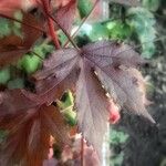 Hibiscus acetosella Φύλλο