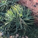 Aloe arborescensFuelha