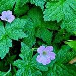 Geranium versicolor List