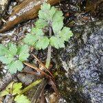 Ranunculus repens Leaf