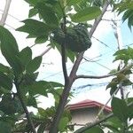 Annona squamosa 果實