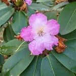 Rhododendron catawbiense Floro