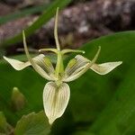 Scoliopus bigelovii 花