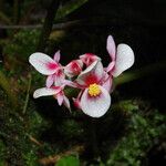 Begonia longipetiolata Flower