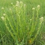 Lepidium campestre 整株植物