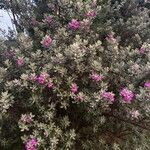 Leucophyllum frutescens Fiore