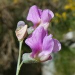 Lathyrus linifolius Blüte
