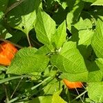 Physalis alkekengi Folha