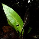 Elaphoglossum luridum Leaf