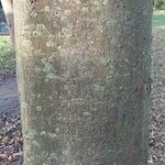 Celtis australis Bark