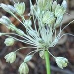 Allium oporinanthum 花