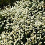 Anthemis melampodina Flor