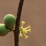 Pleiocarpa pycnantha Flower