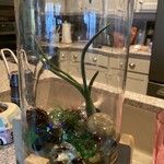 Tillandsia bulbosa Hoja