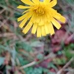 Hieracium glaucinum Flower