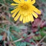 Hieracium glaucinumFlor