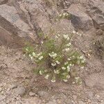 Asclepias linaria Агульны выгляд