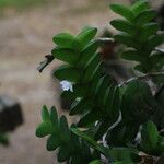 Angraecum aporoides Blad