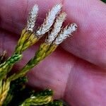 Lycopodium alpinum Fruit